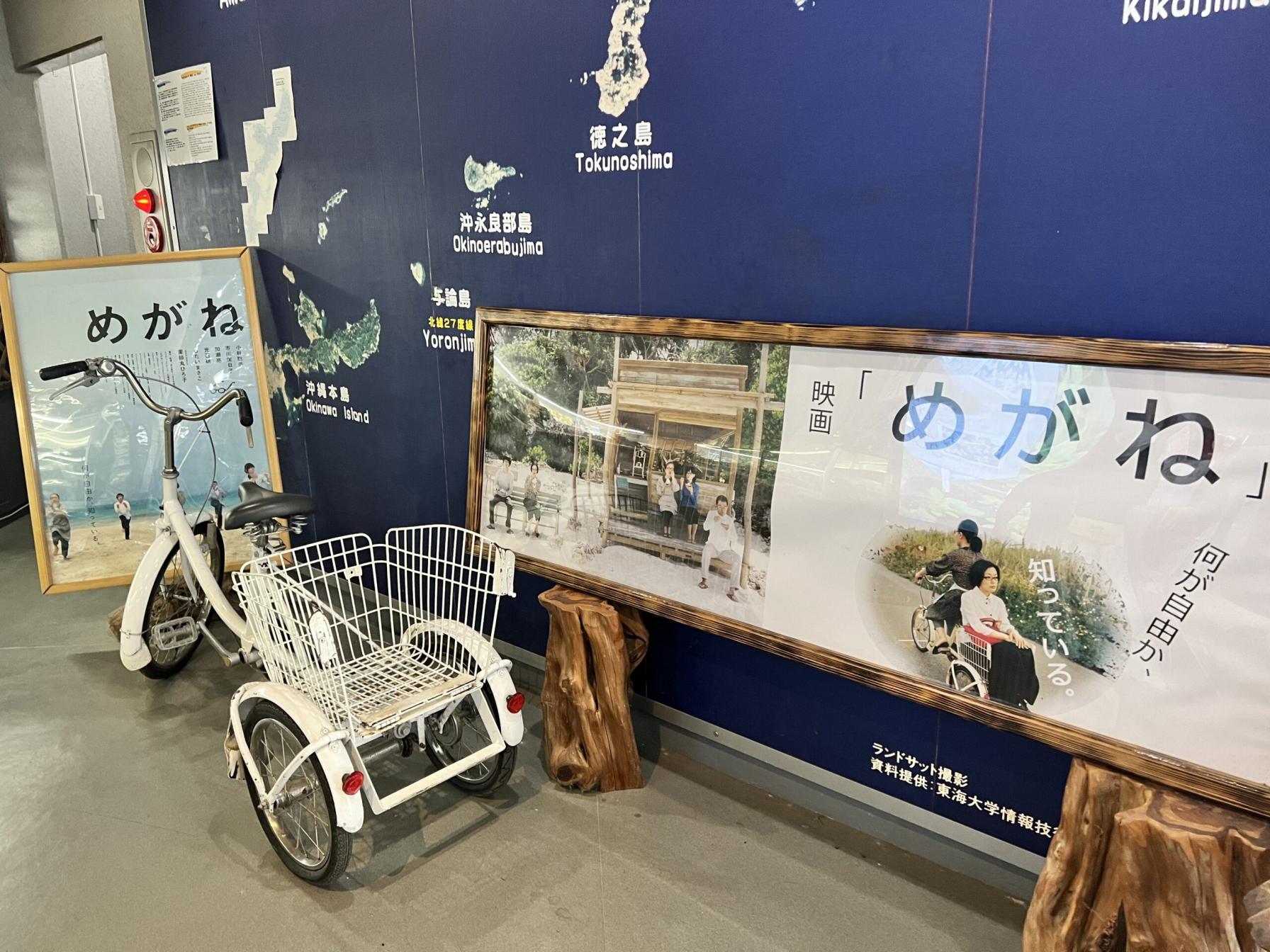 #魔女の木&nbsp;#喜界島(喜界町)-1
