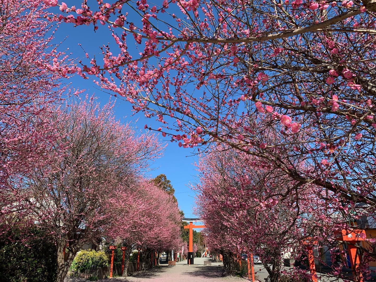 #箱崎八幡神社 #出水市-1