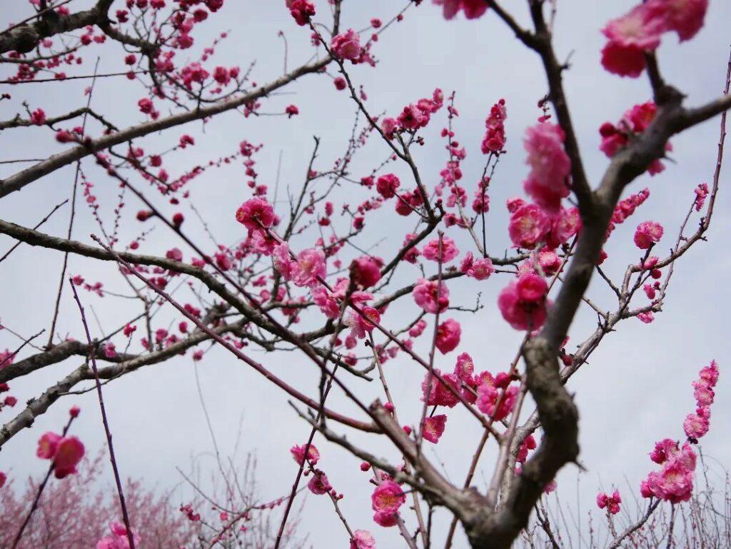 #吉野公園&nbsp;#鹿児島市-1
