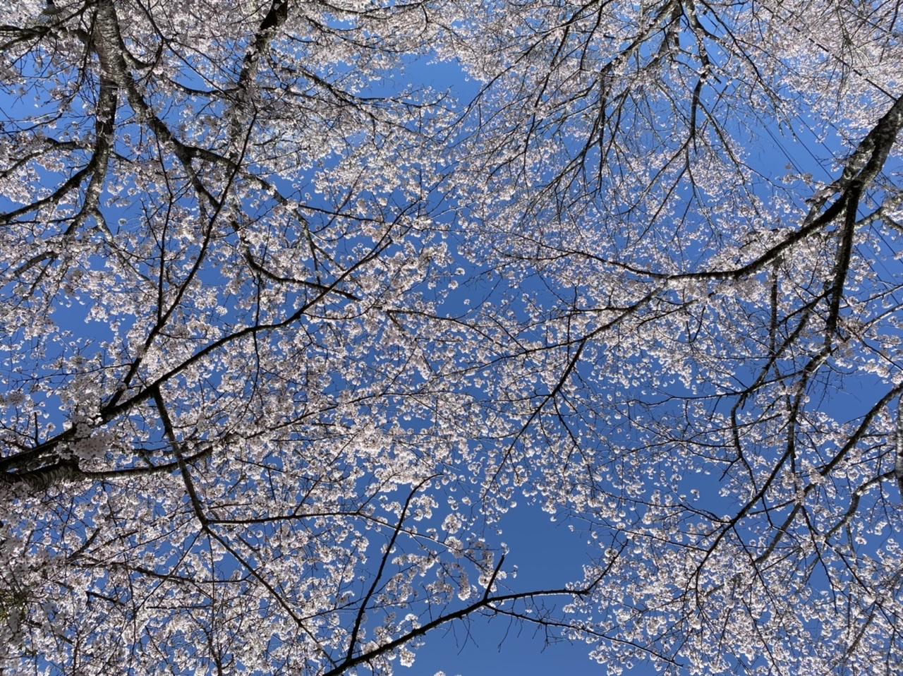 #忠元公園&nbsp;#伊佐市-1
