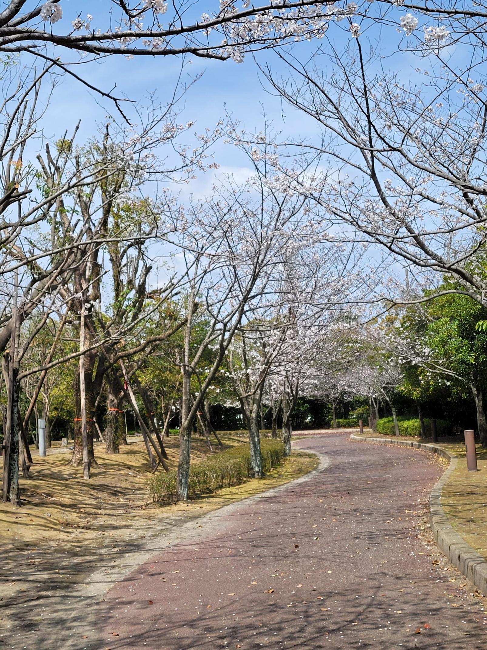 #鹿児島県庁周辺&nbsp;#鹿児島市-1