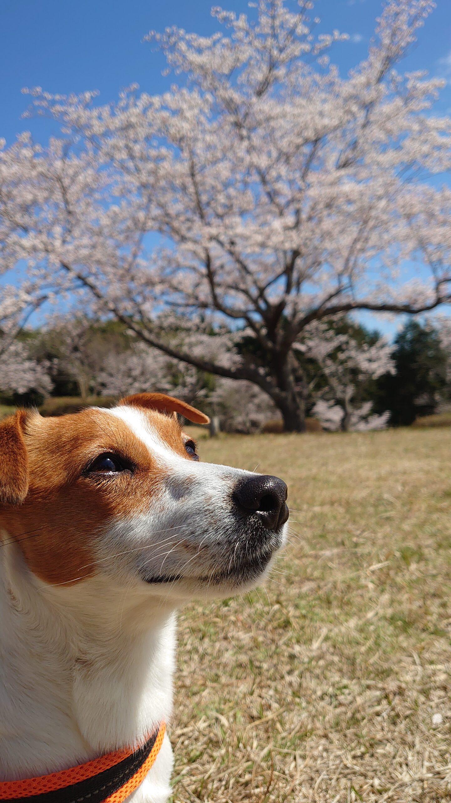 #池平公園&nbsp;#湧水町-1
