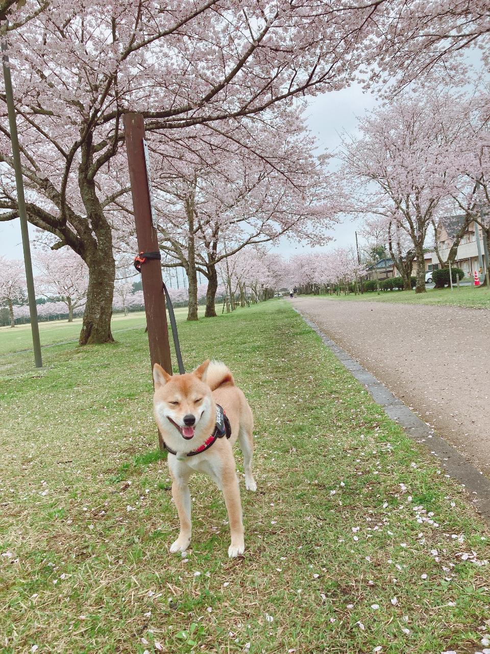 #忠元公園&nbsp;#伊佐市-1