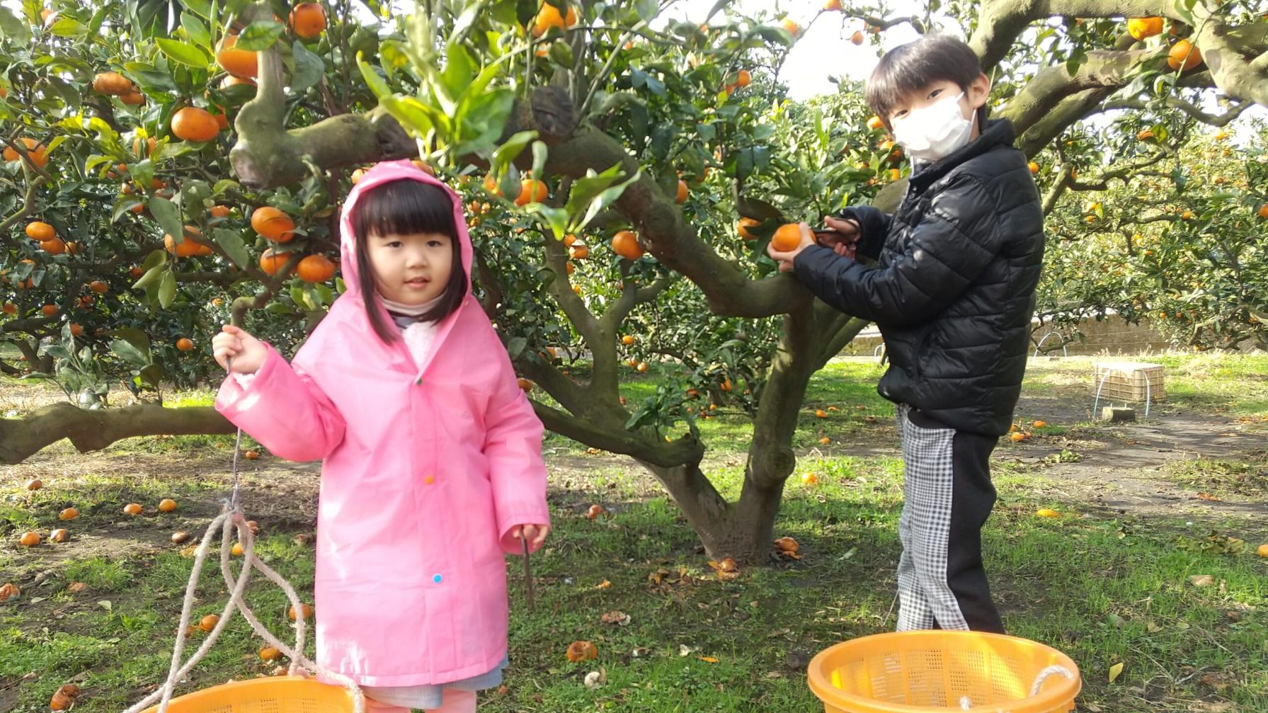 #鹿児島市桜島-1