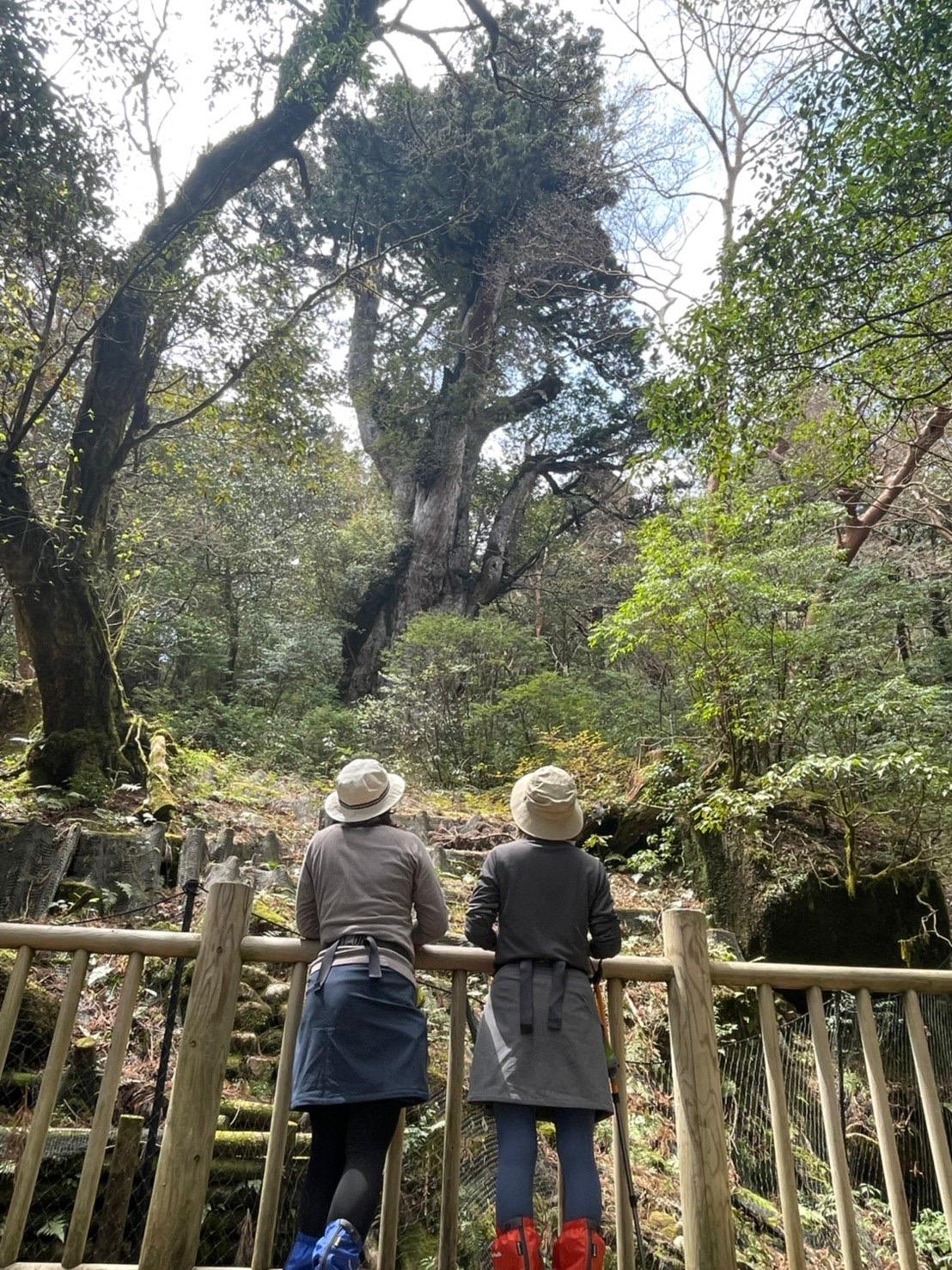 #縄文杉&nbsp;#屋久島(屋久島町)-1