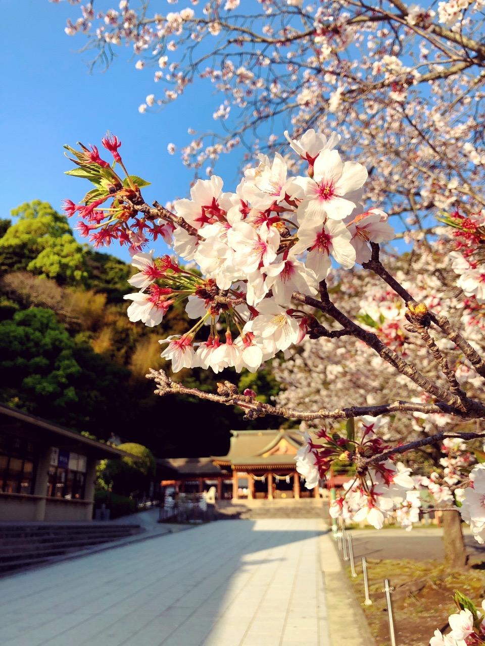 #鹿児島縣護國神社 #鹿児島市-1