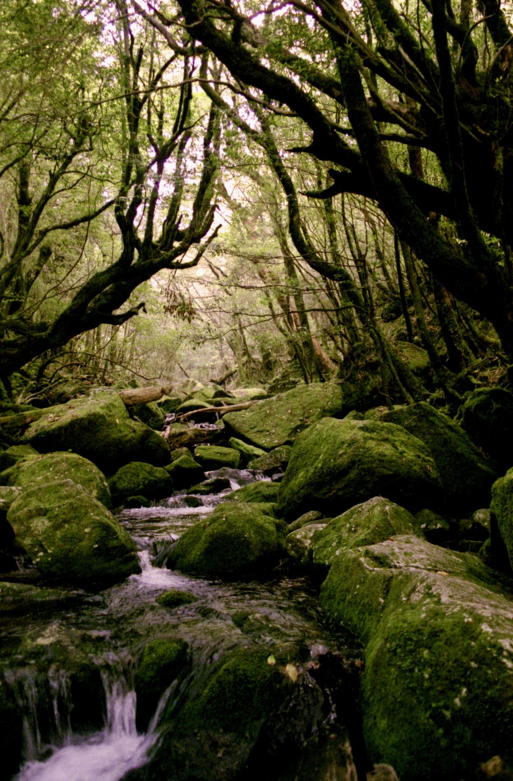 #白谷雲水峡 #屋久島(屋久島町)-1