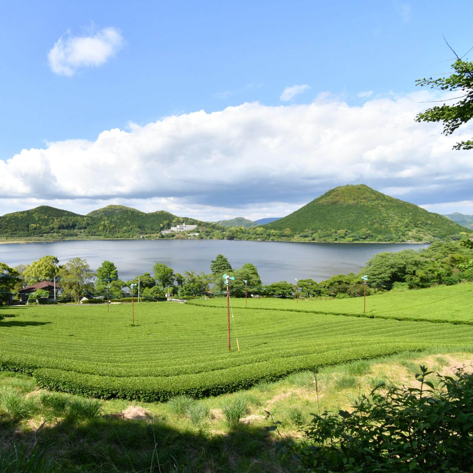 #藺牟田池と茶畑 #薩摩川内市-1