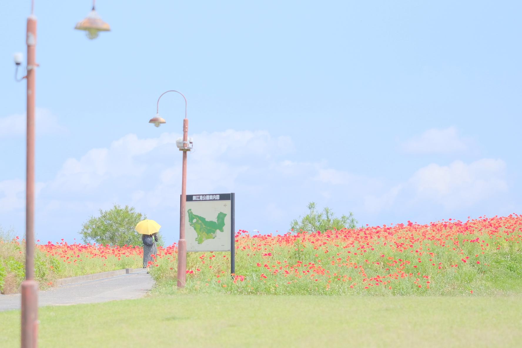 #錦江湾公園&nbsp;#鹿児島市-1