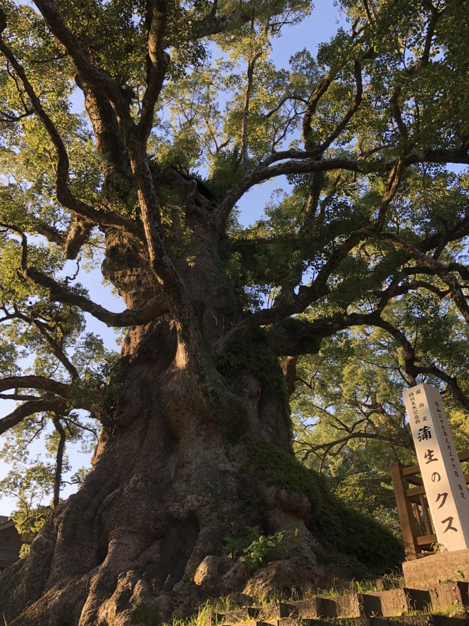 #蒲生大楠神社 #姶良市-1