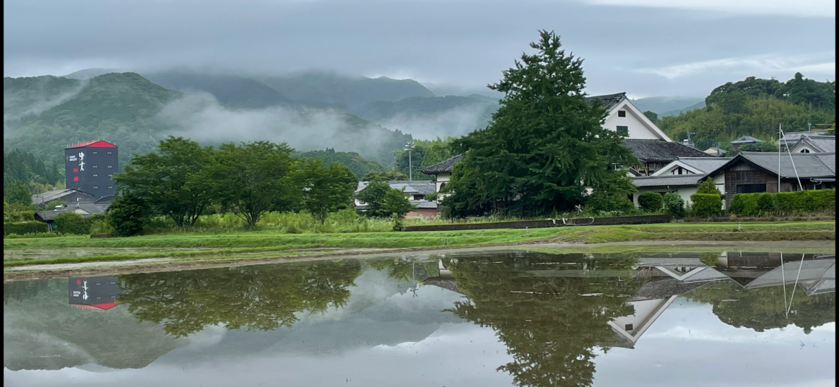 #加世田津貫地区の田んぼ #南さつま市-1