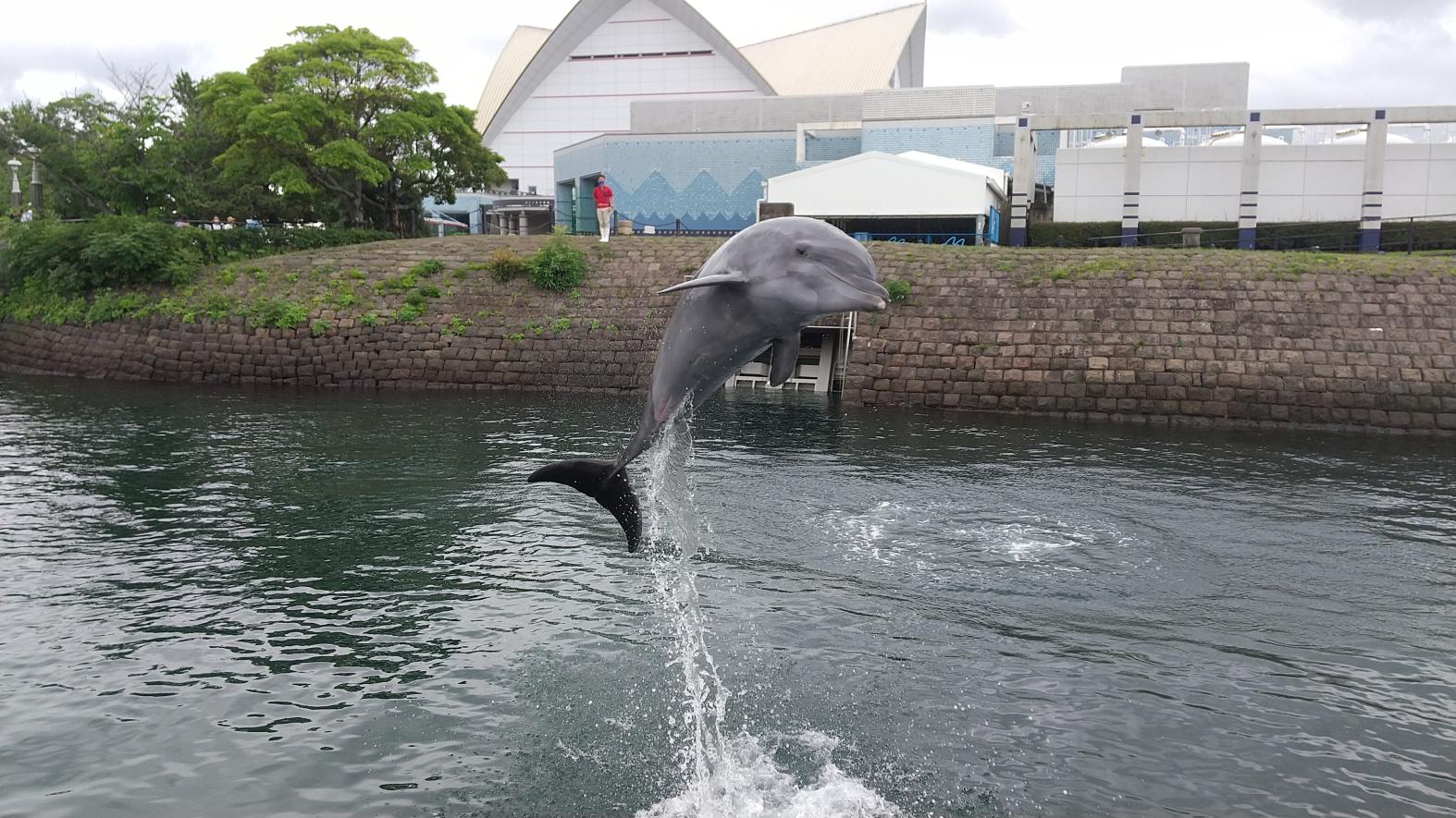 #いおワールドかごしま水族館 #鹿児島市-1