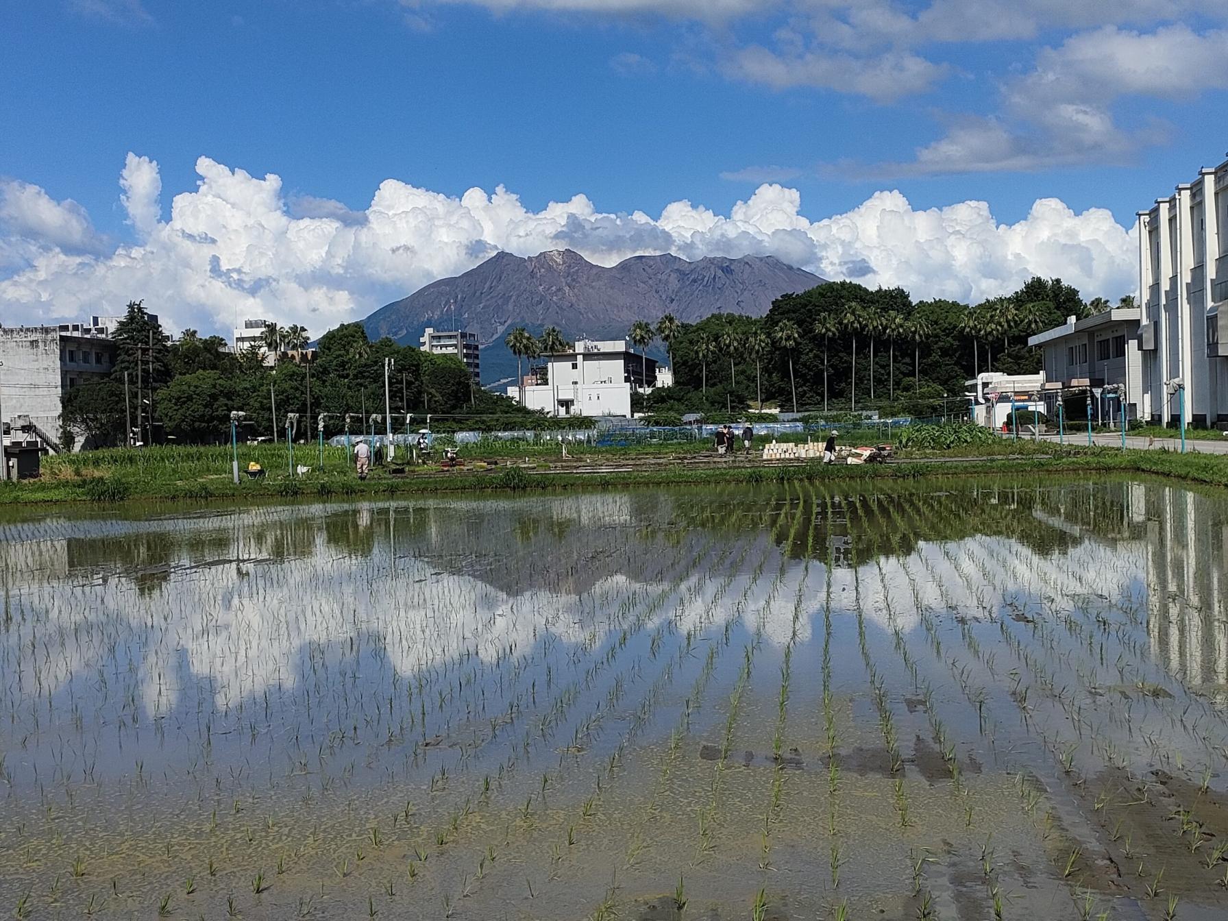 #鹿児島大学農学部の田んぼ&nbsp;#鹿児島市-1