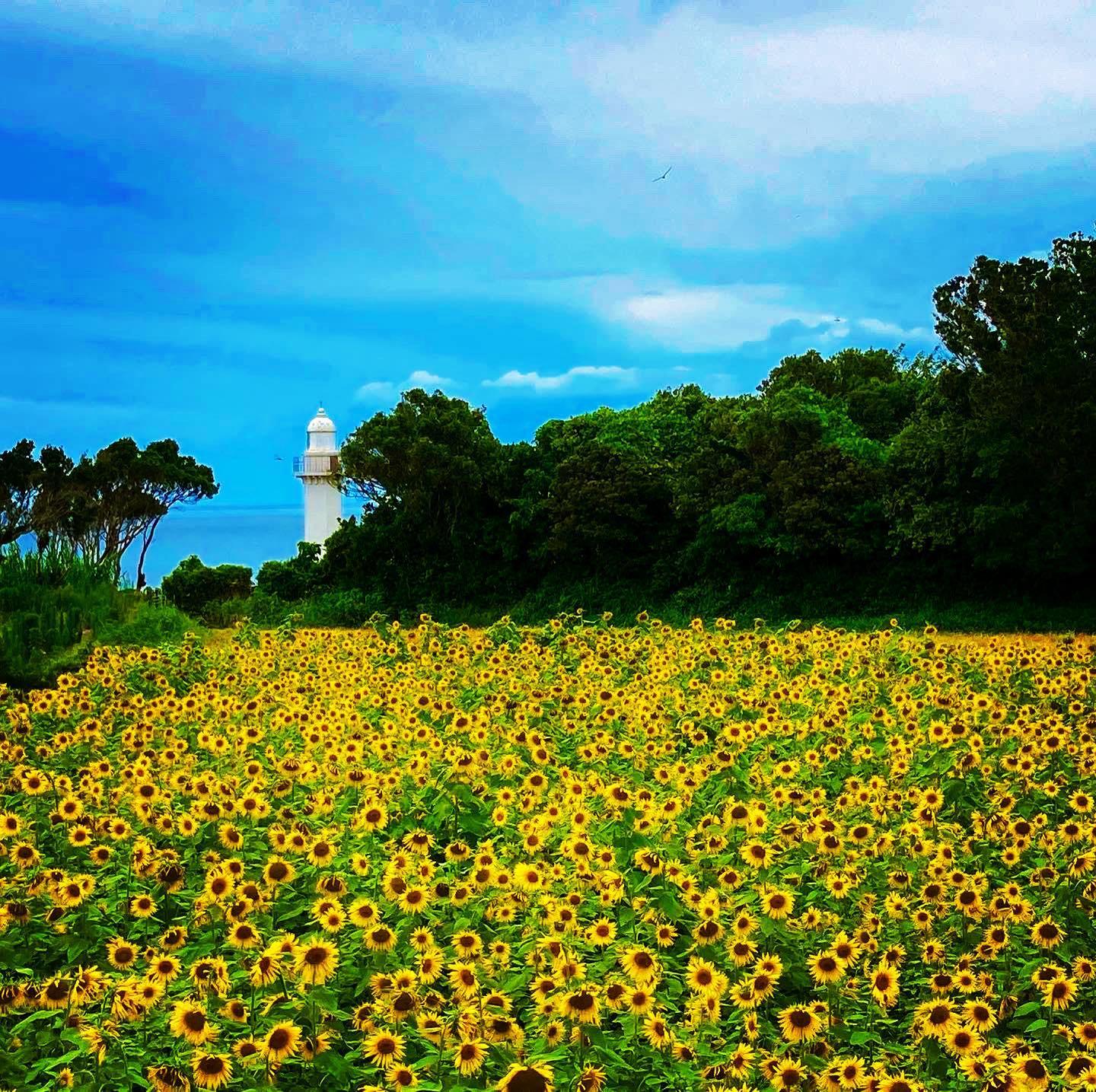 #長崎鼻灯台公園 #長島町-1