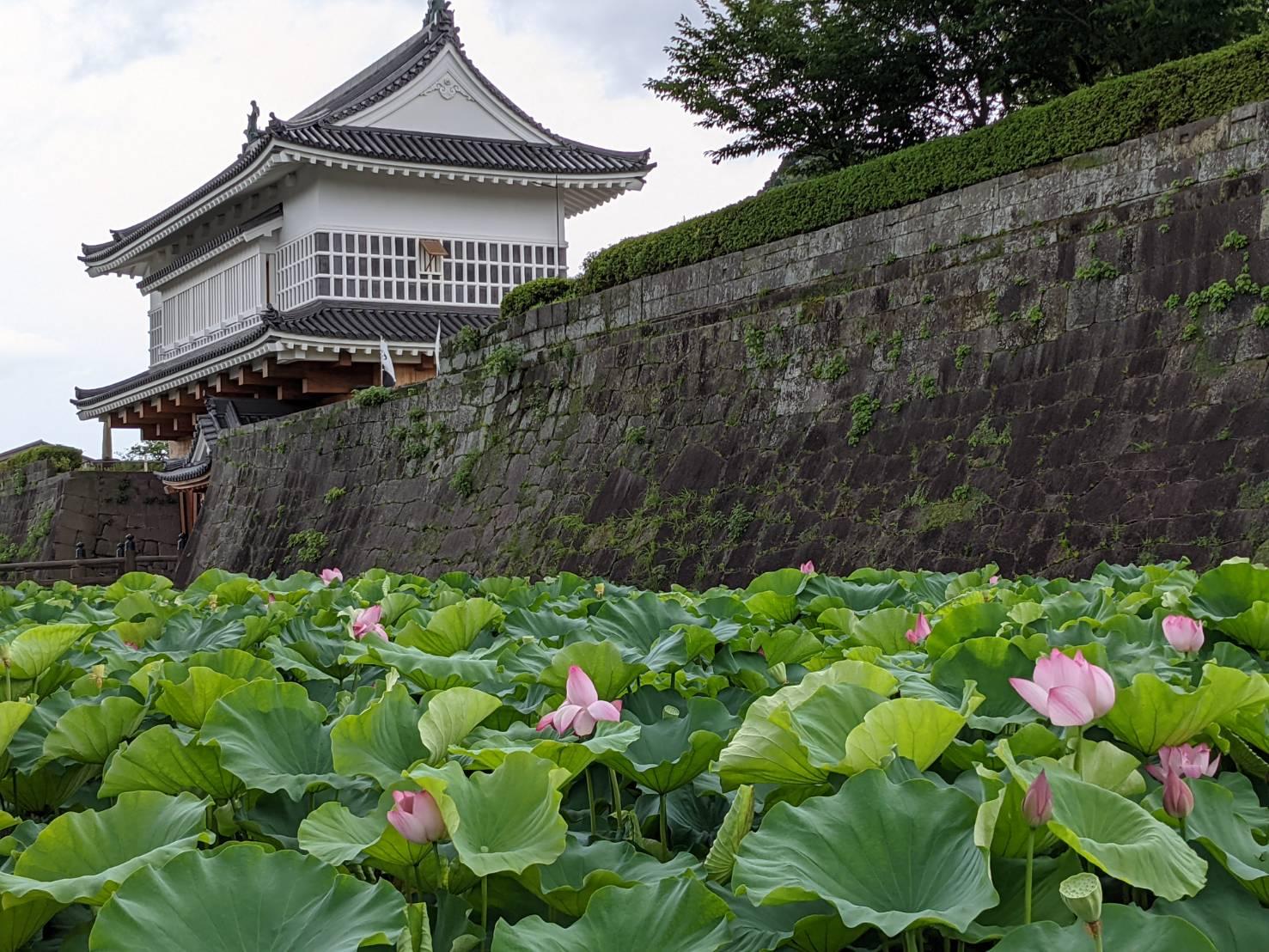 #鶴丸城御楼⾨と蓮&nbsp;#⿅児島市-1