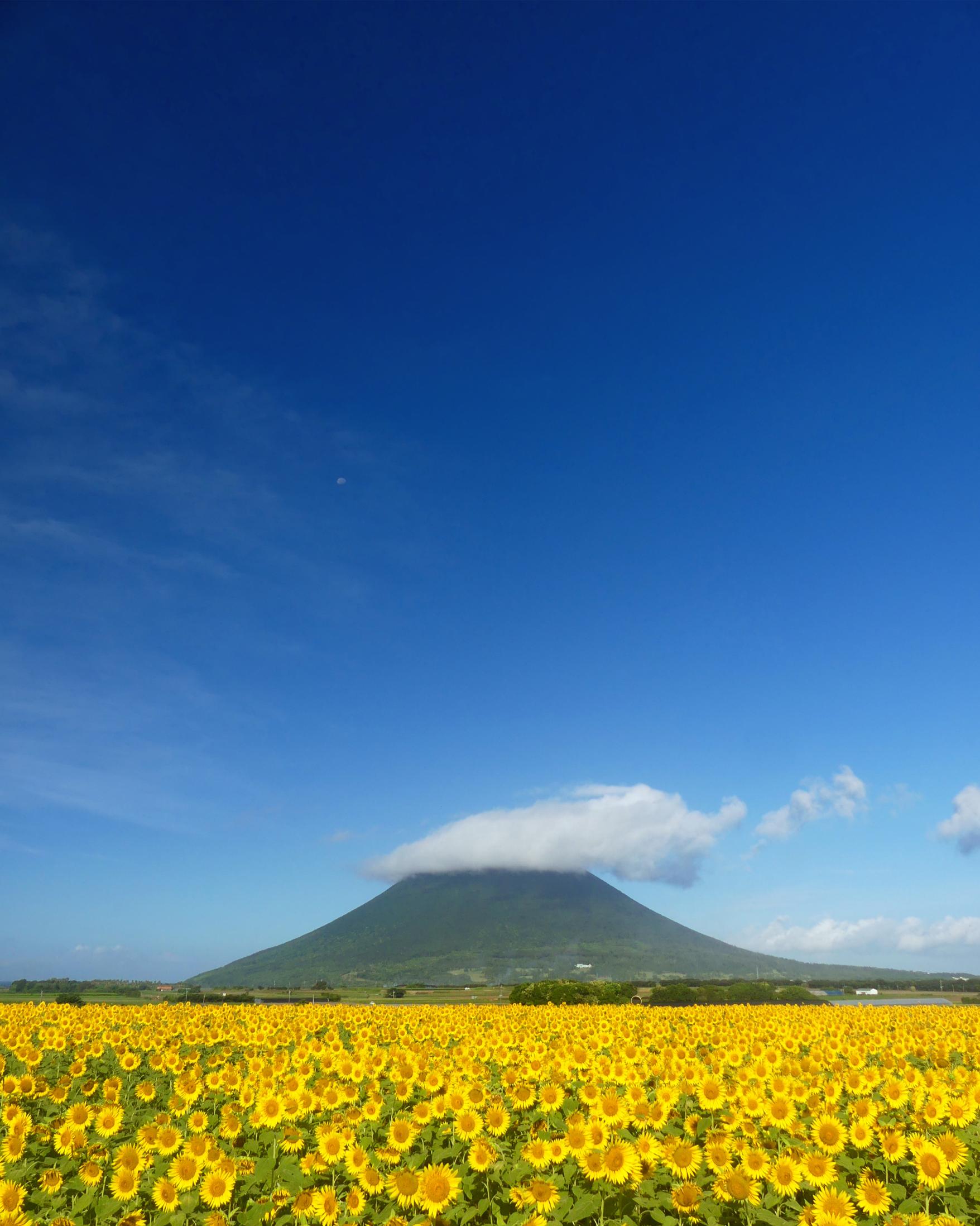 #山川地区のひまわり #指宿市-1