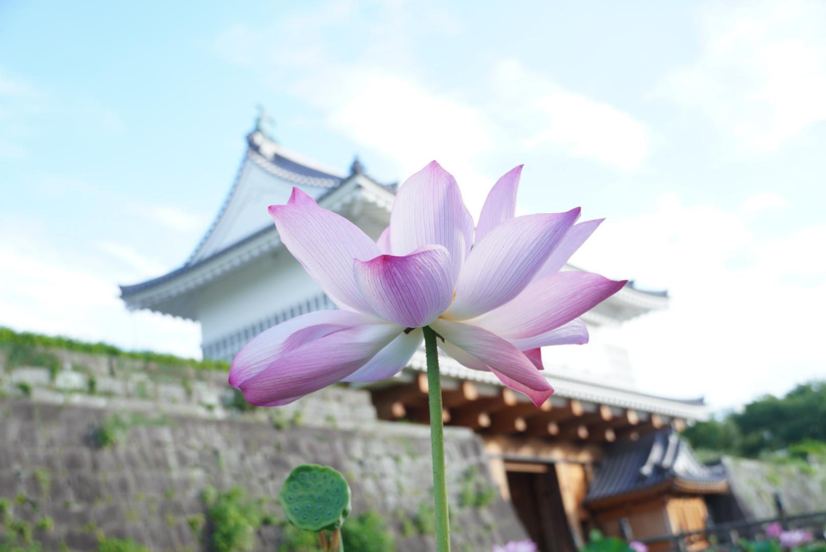 #鶴丸城 御楼門 #鹿児島市-1