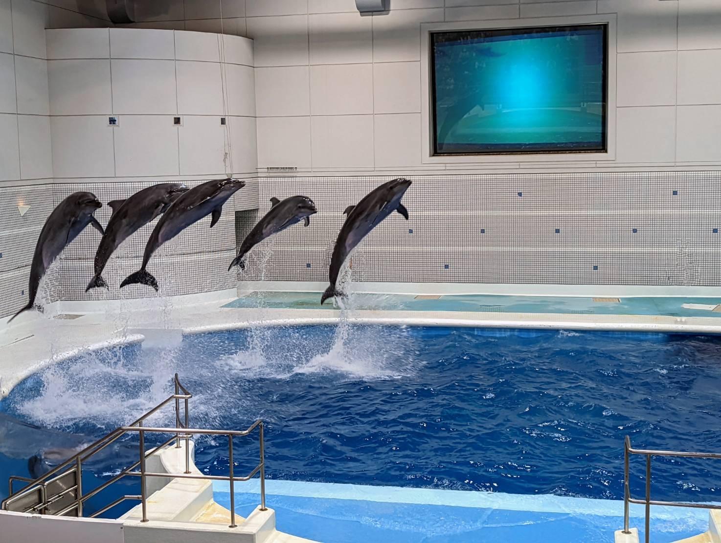 #いおワールド鹿児島水族館 #鹿児島市-1