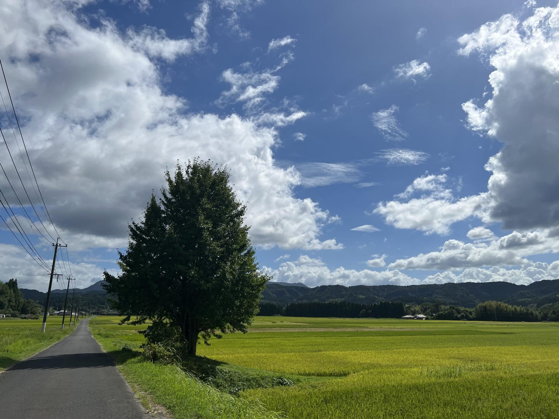 #山田川沿い&nbsp;#霧島市-1