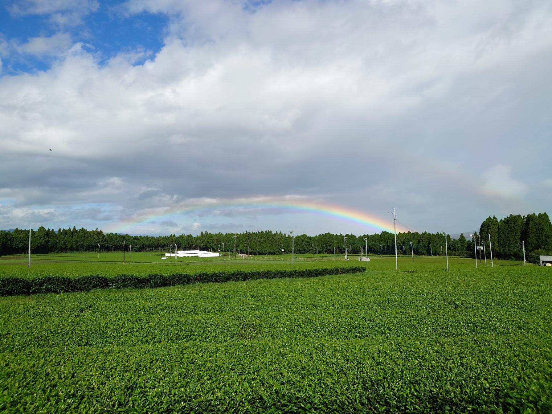 #茶畑と虹&nbsp;#湧水町-1