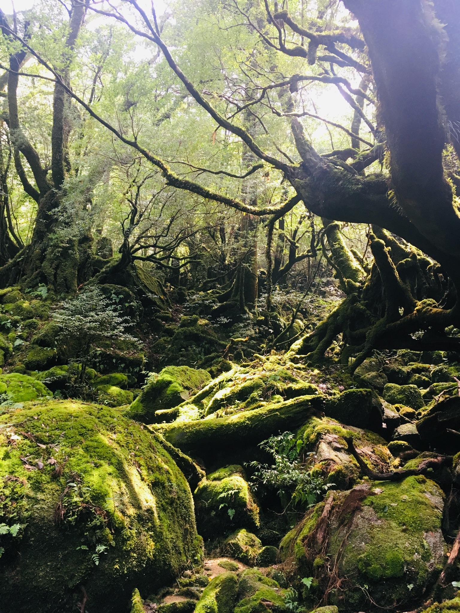 #白谷雲水峡 #屋久島(屋久島町)-1