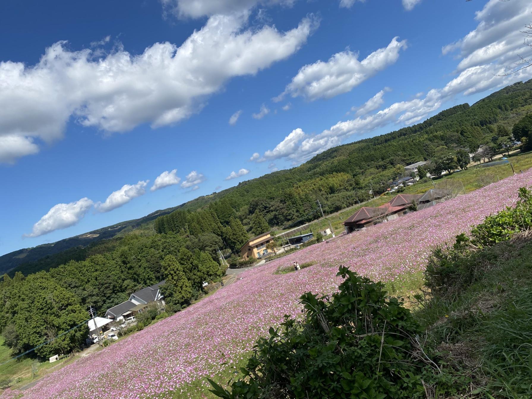 #上場公園コスモス祭り #川内市-1