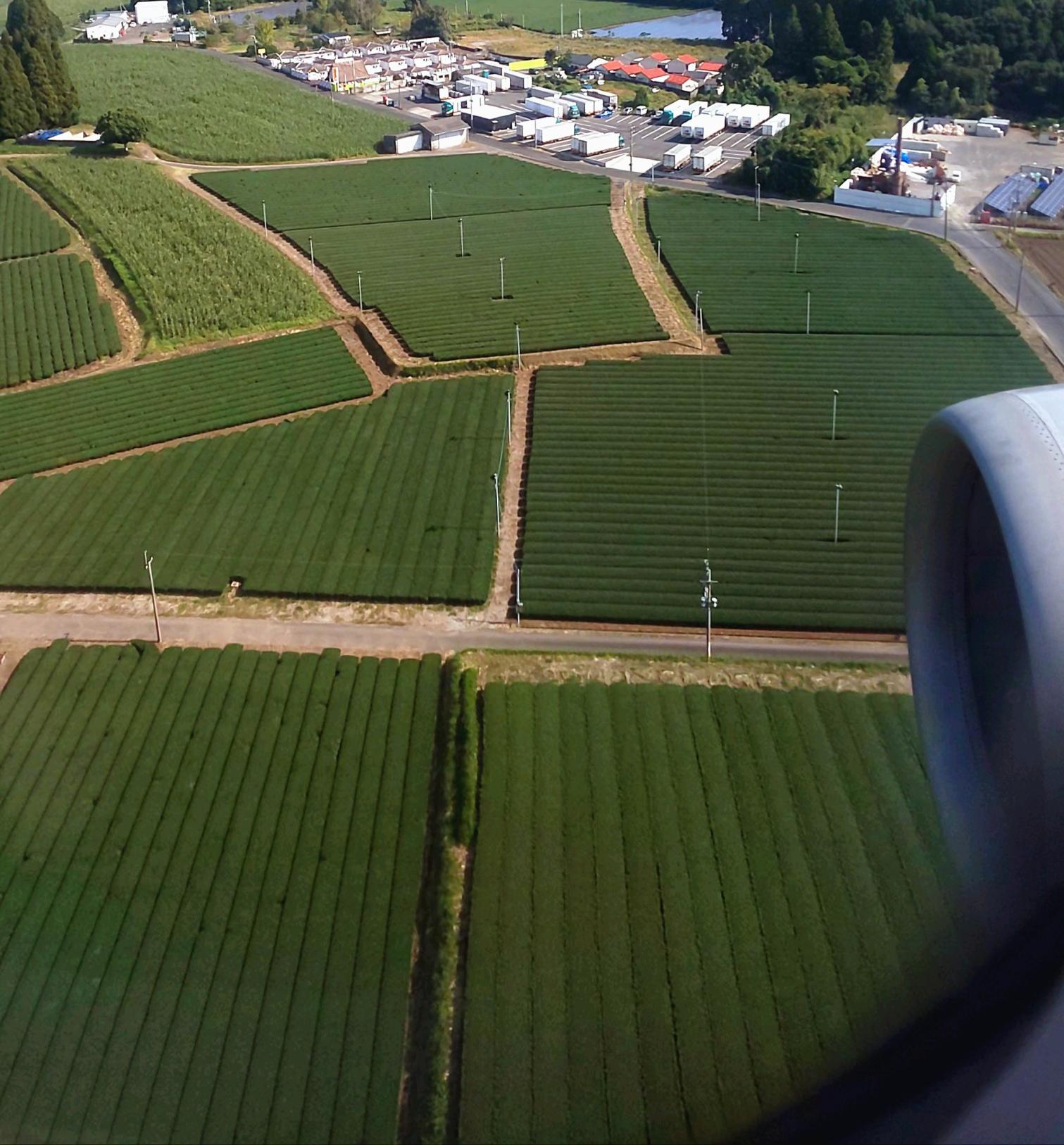 #機内からのお茶畑&nbsp;#霧島市-1