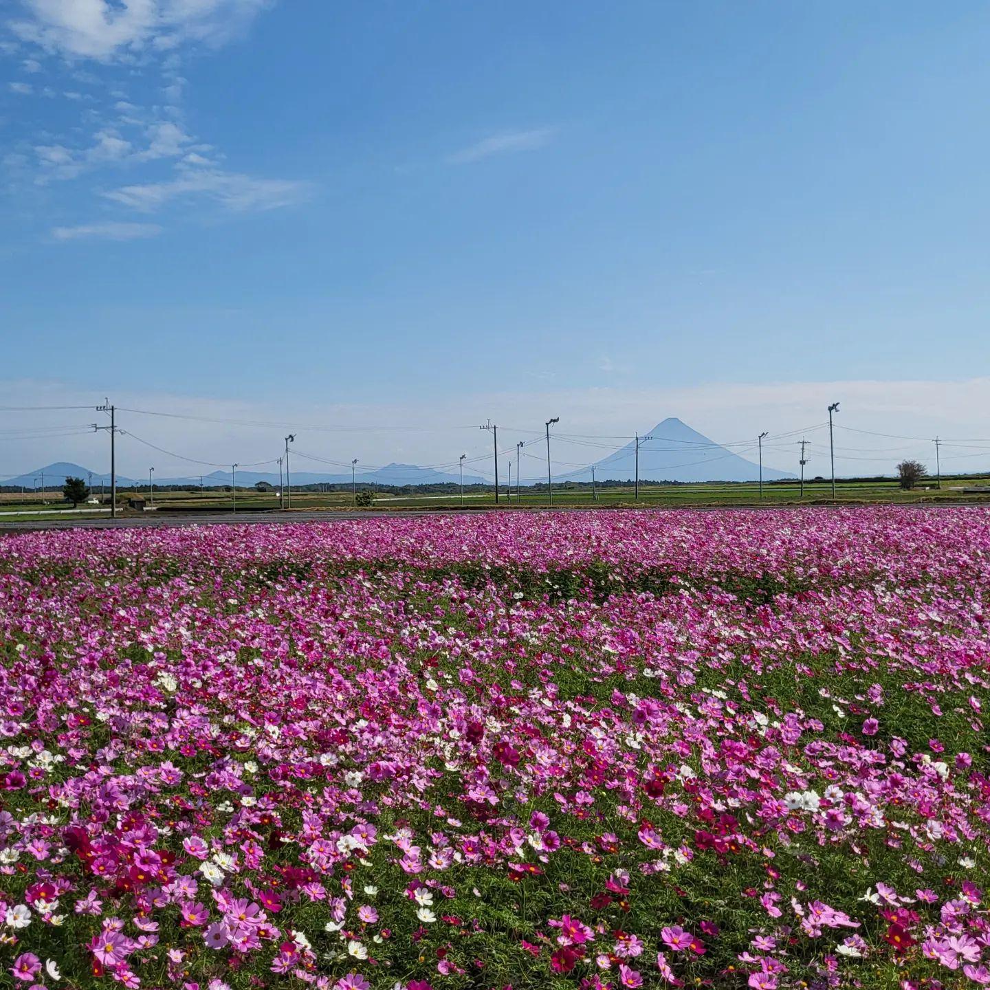 #コスモス&nbsp;#枕崎市-1