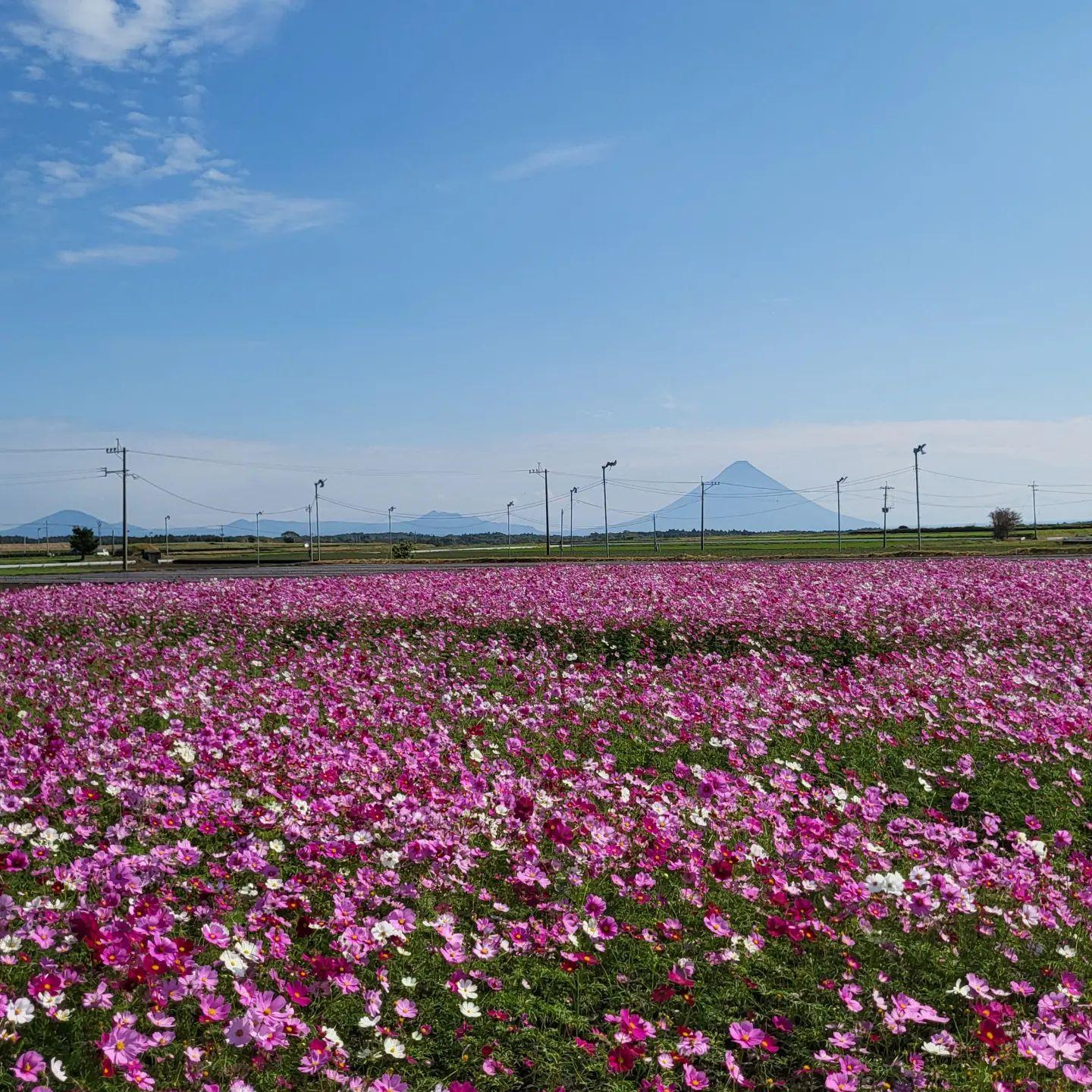 #コスモス #枕崎市-1