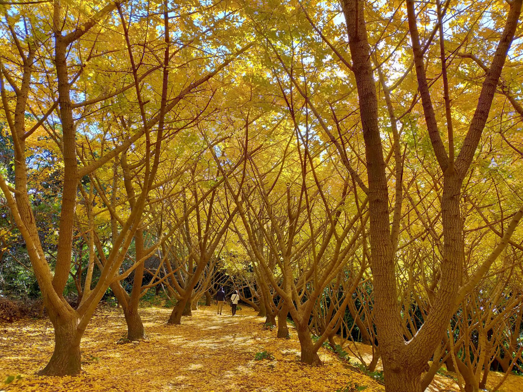 #垂水千本イチョウ園 #垂水市-1