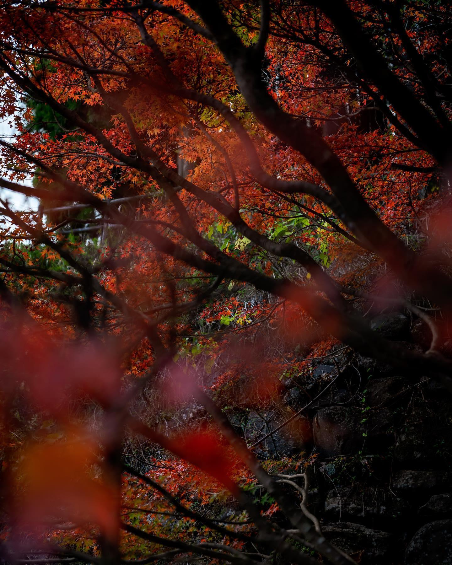 #冠嶽園&nbsp;#いちき串木野市-1
