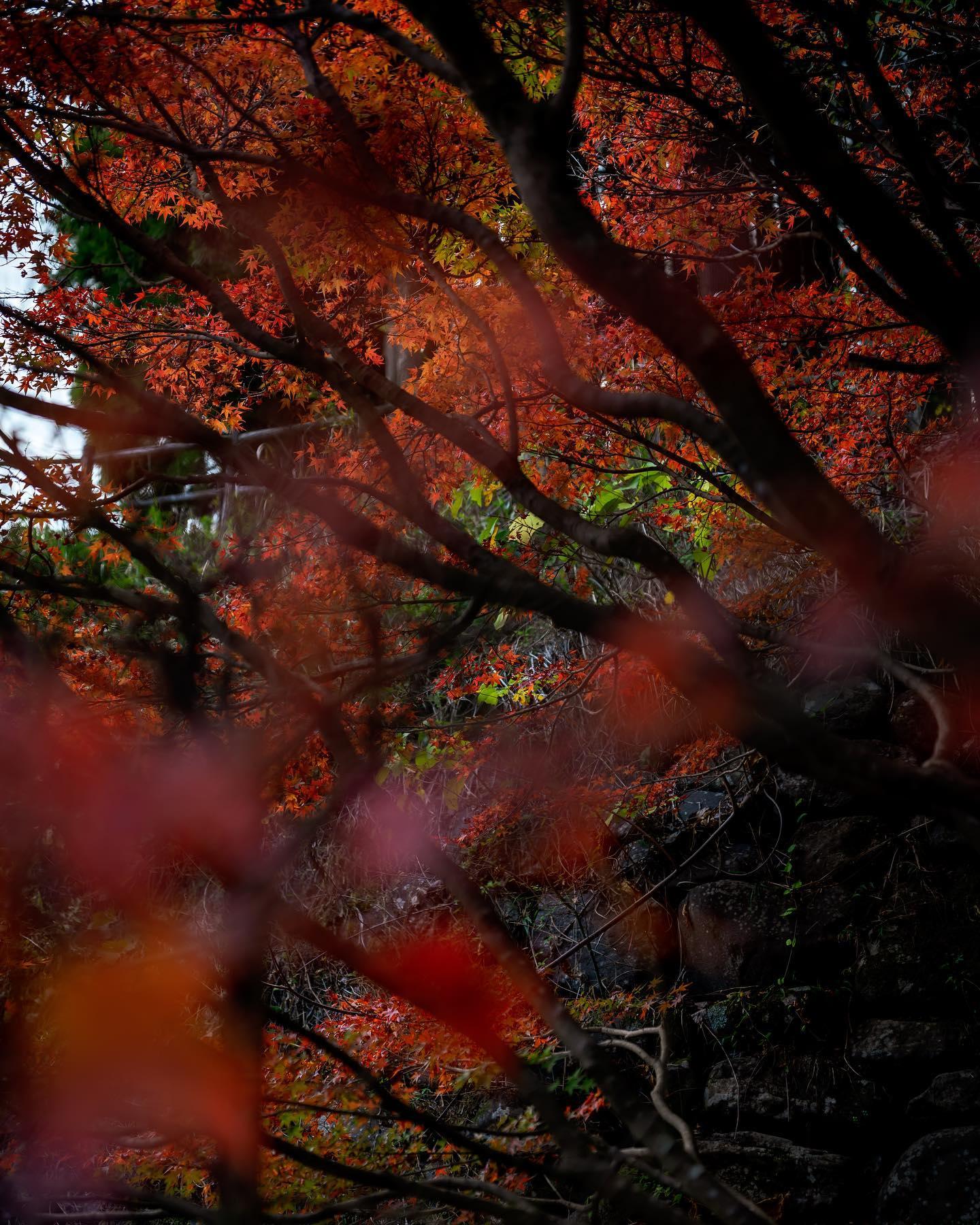 #冠嶽園 #いちき串木野市-1