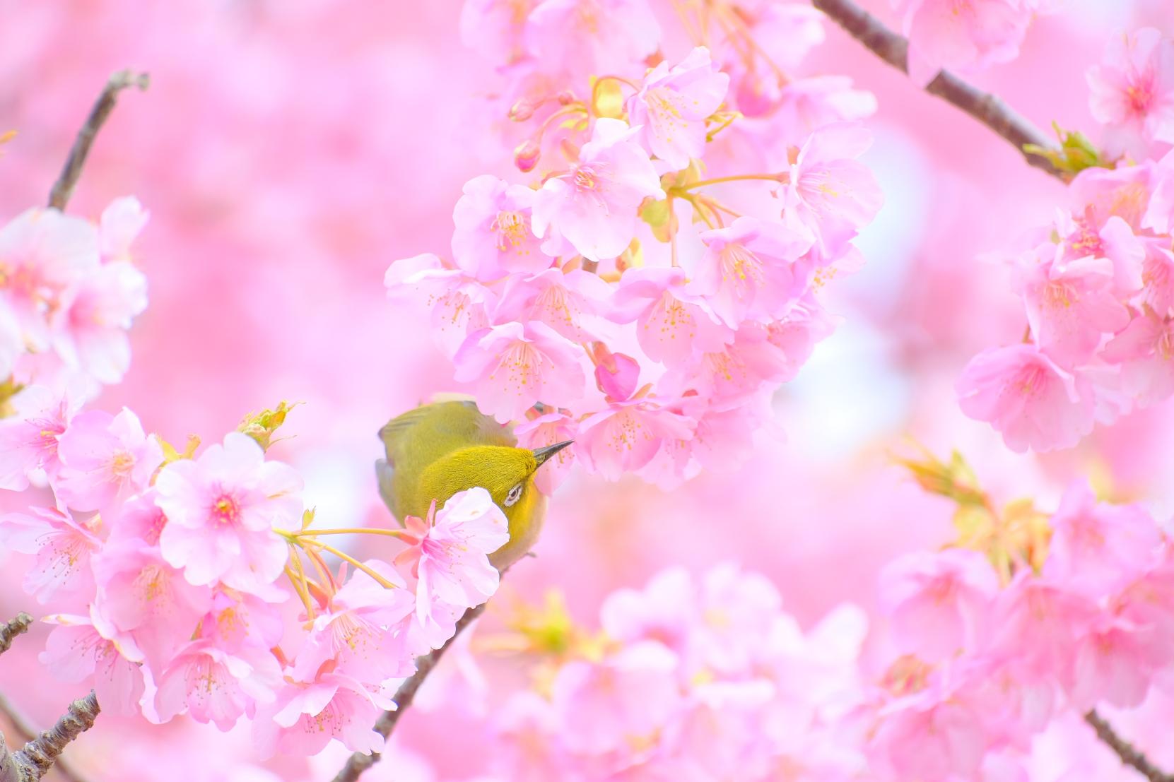 #吉野公園 #鹿児島市-1