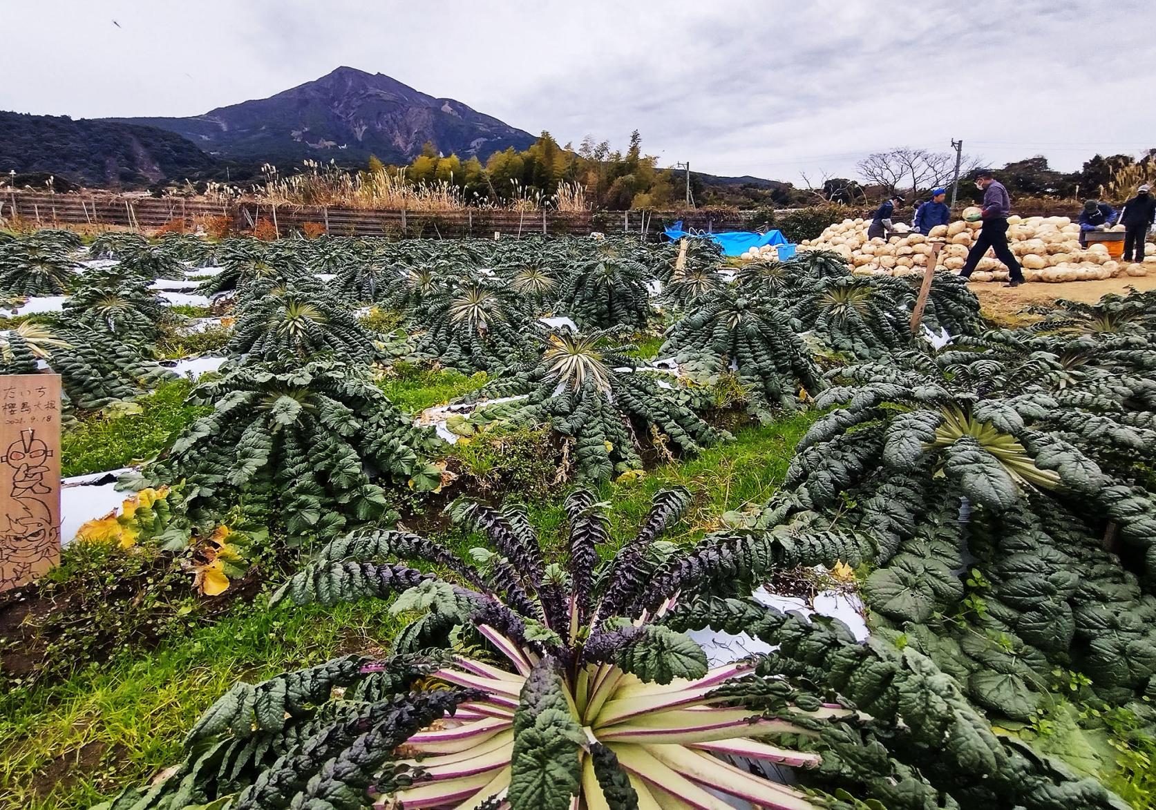 #桜島-1