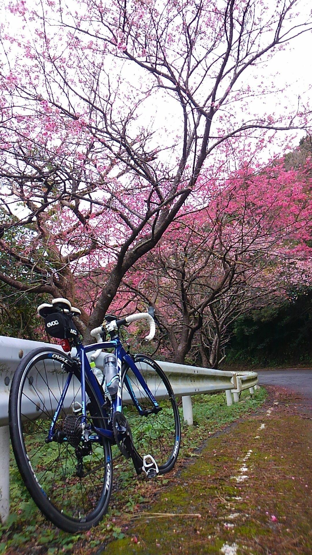 #本茶峠のヒカンザクラ&nbsp;#奄美市-1