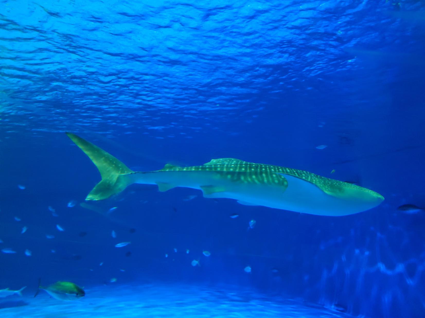 #かごしま水族館 #鹿児島市-1