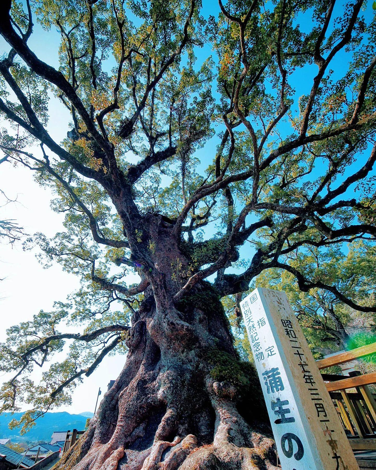 #蒲生八幡神社 #姶良市-1