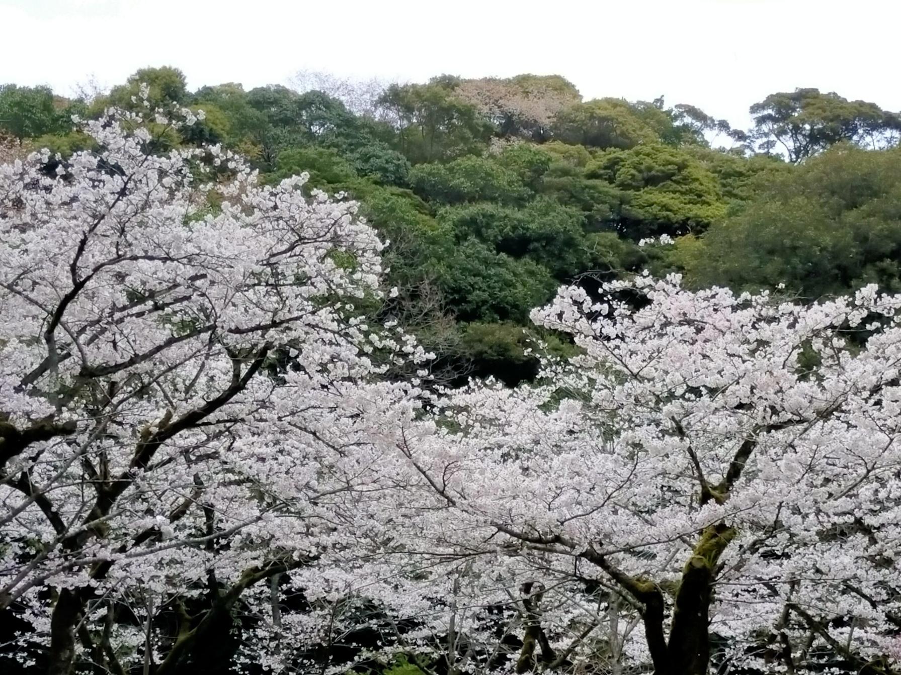 #慈眼寺公園 #鹿児島市-1