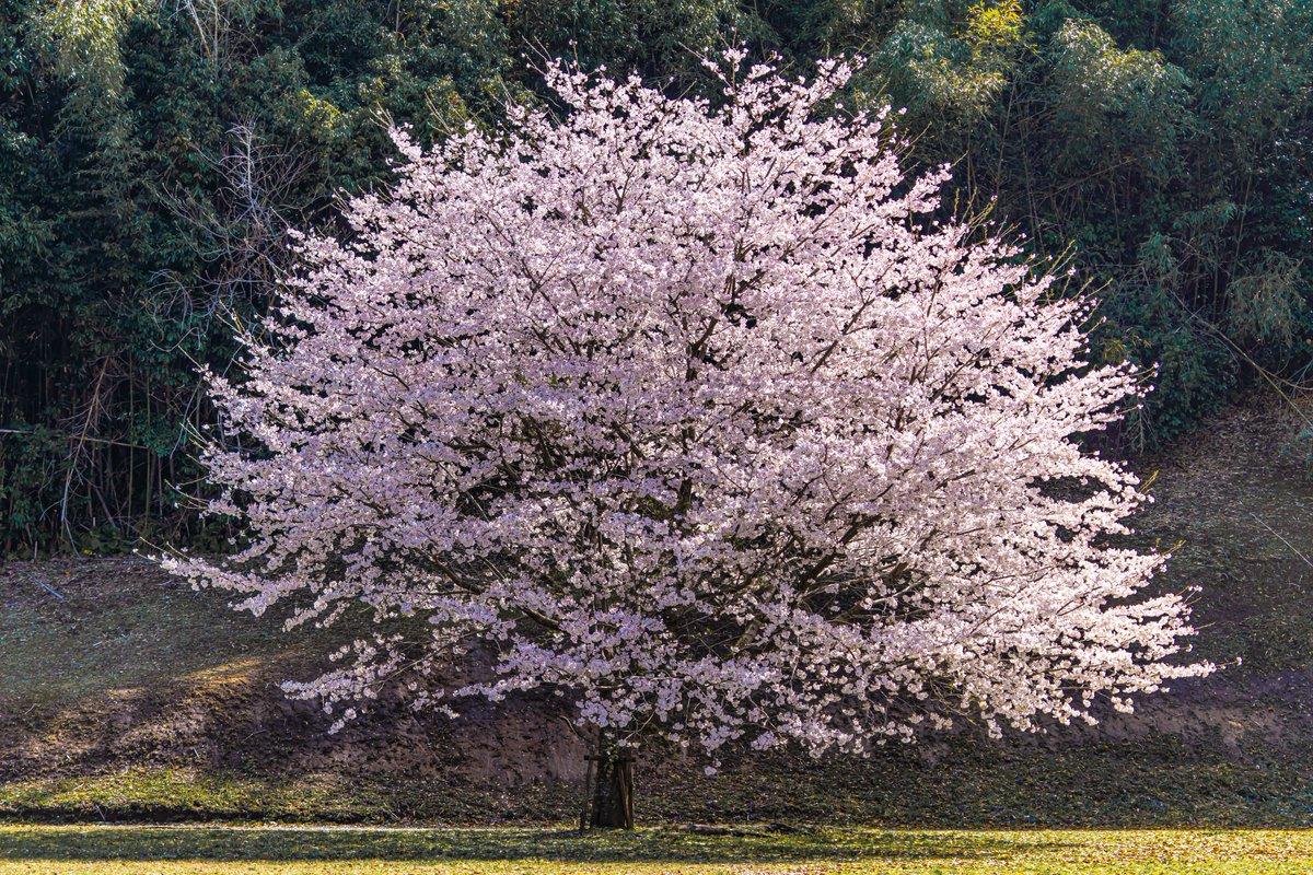 #国分城山公園付近 #霧島市-1