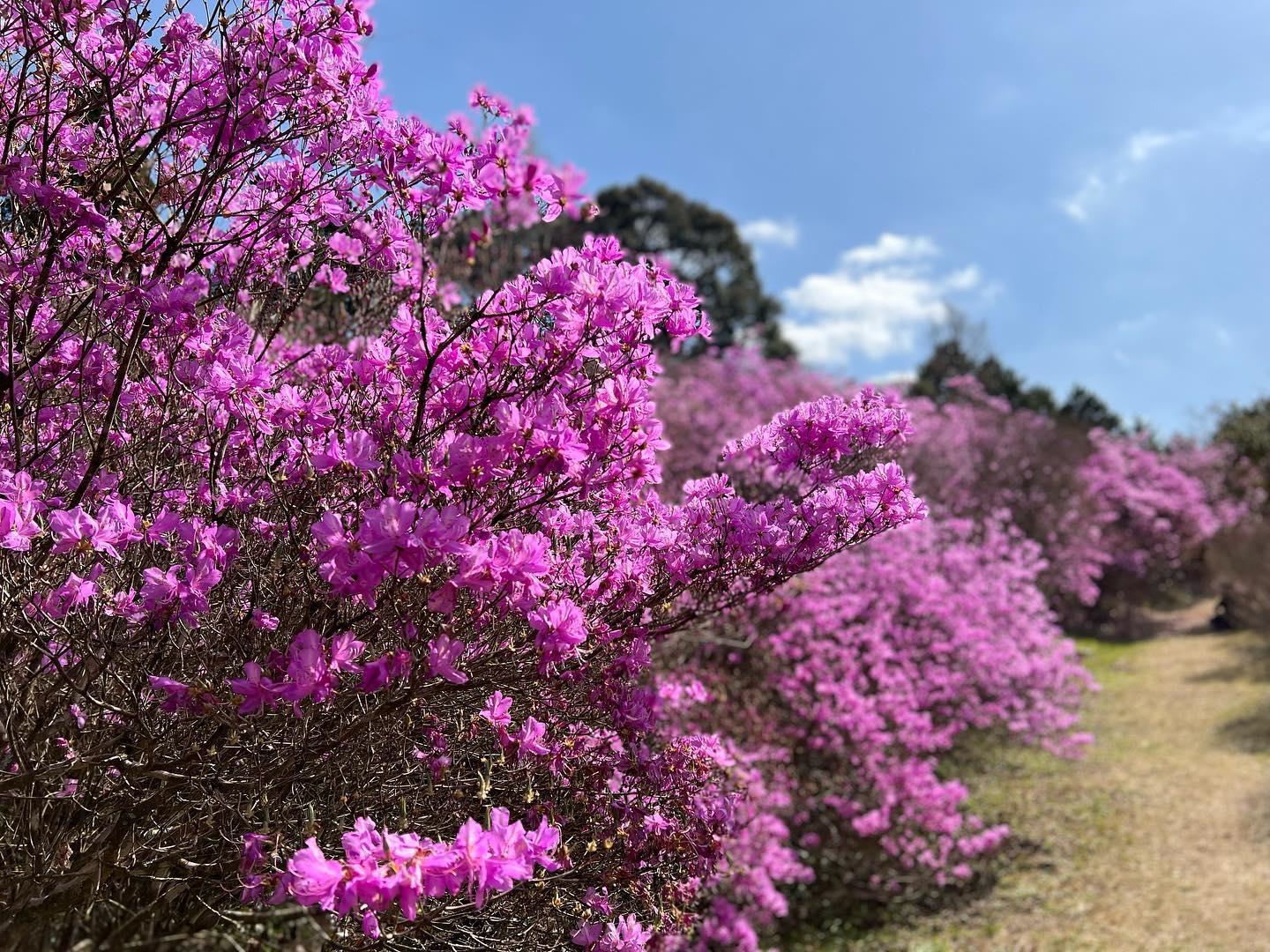 #岩つつじ山&nbsp;#さつま町-1