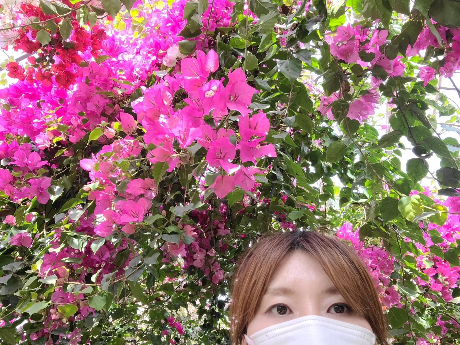 #ブーゲンビリアの丘&nbsp;#長島町-1