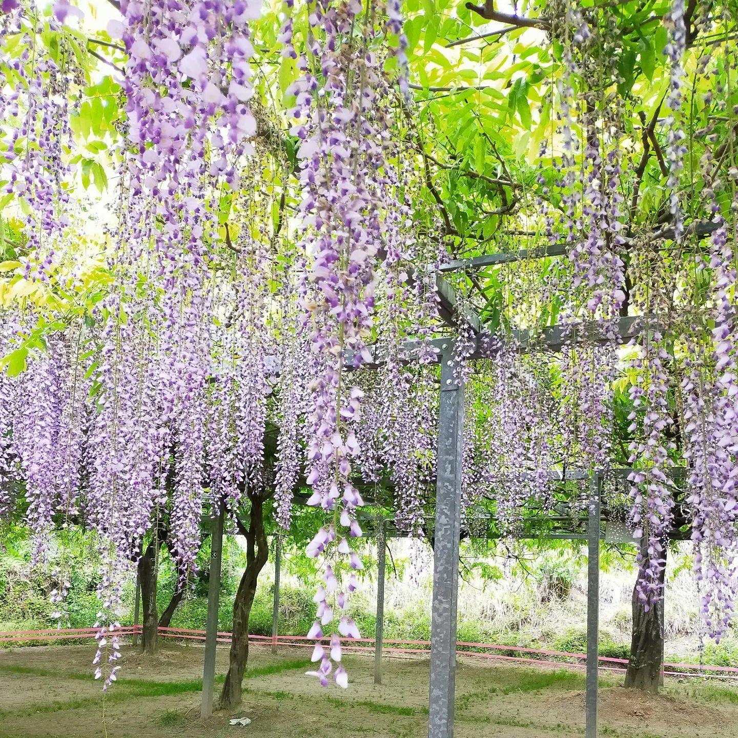 #和気神社 #霧島市-1