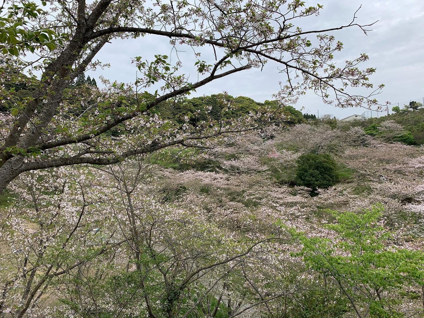 #観音ヶ池市民の森&nbsp;#いちき串木野市-1