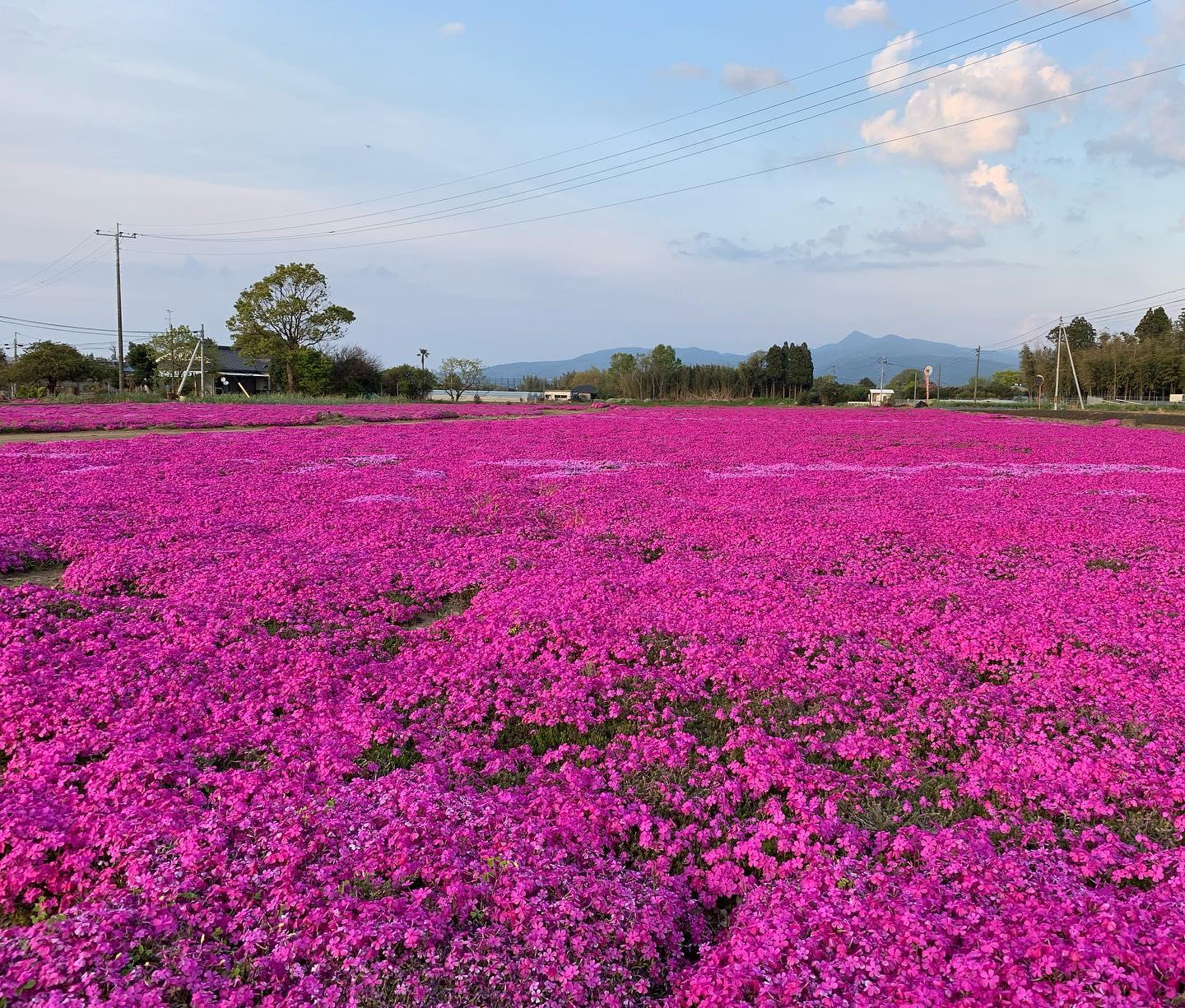 #高尾野の芝桜&nbsp;#出水市-1