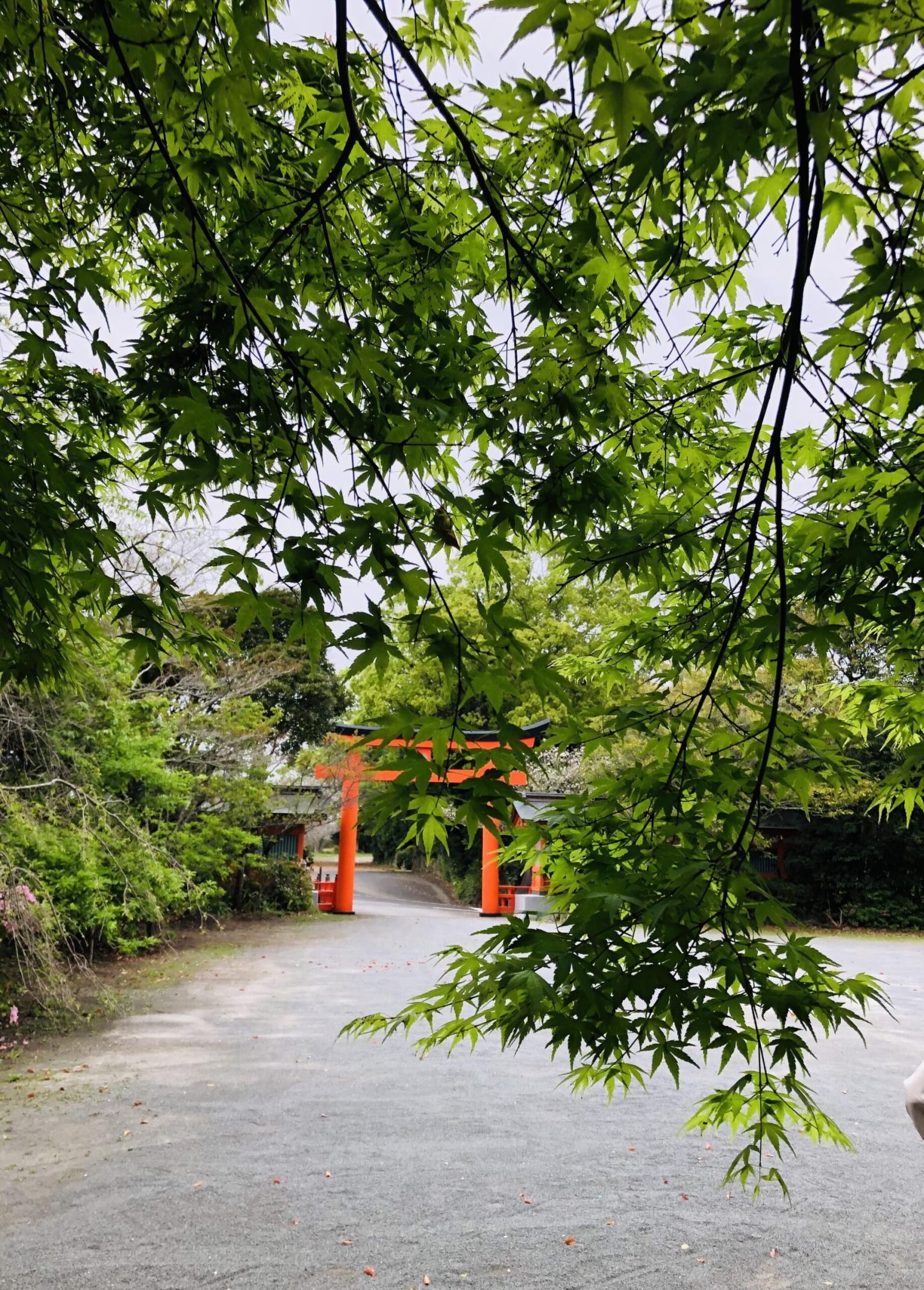 #枚聞神社&nbsp;#指宿市開門十町-1