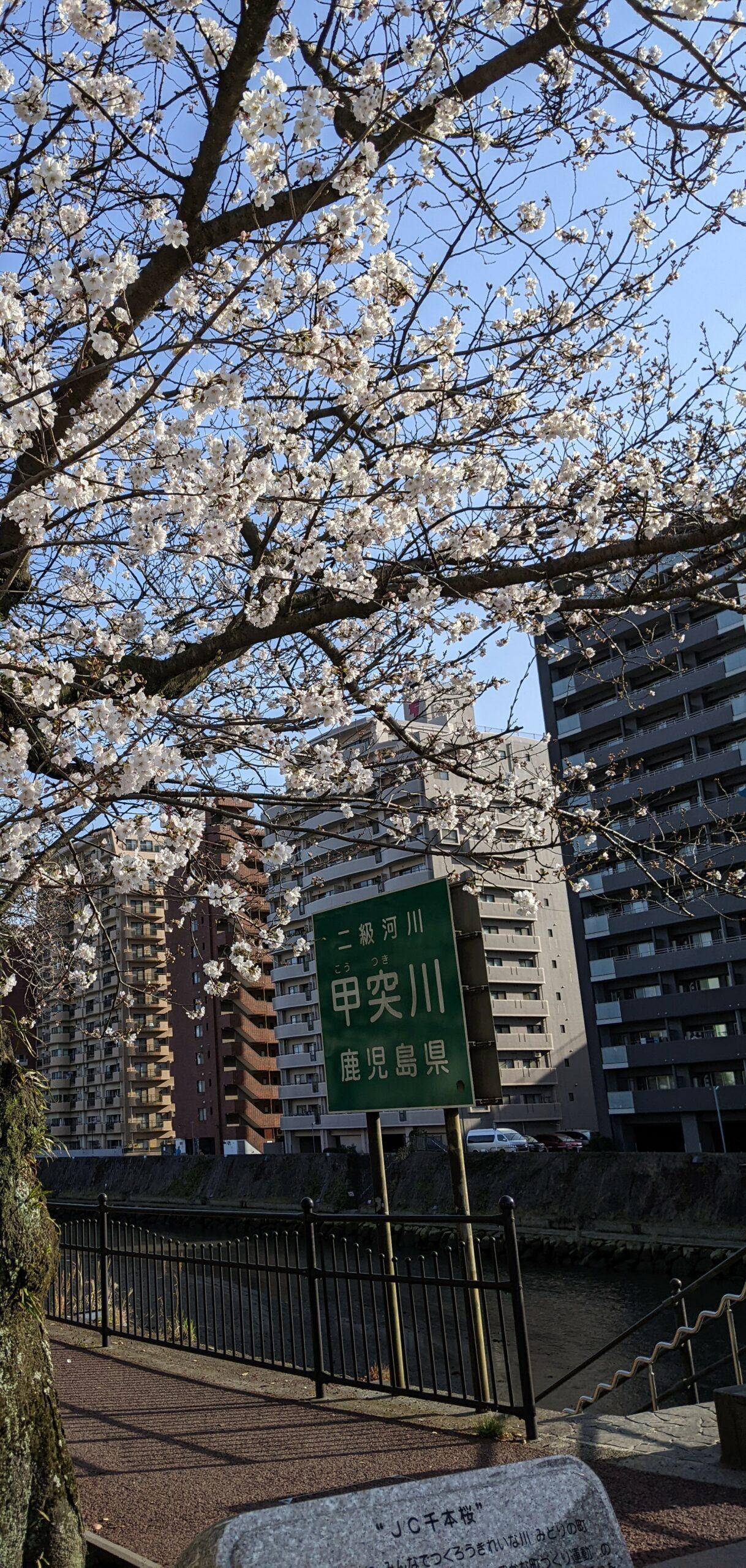 #甲突川&nbsp;#鹿児島市-1