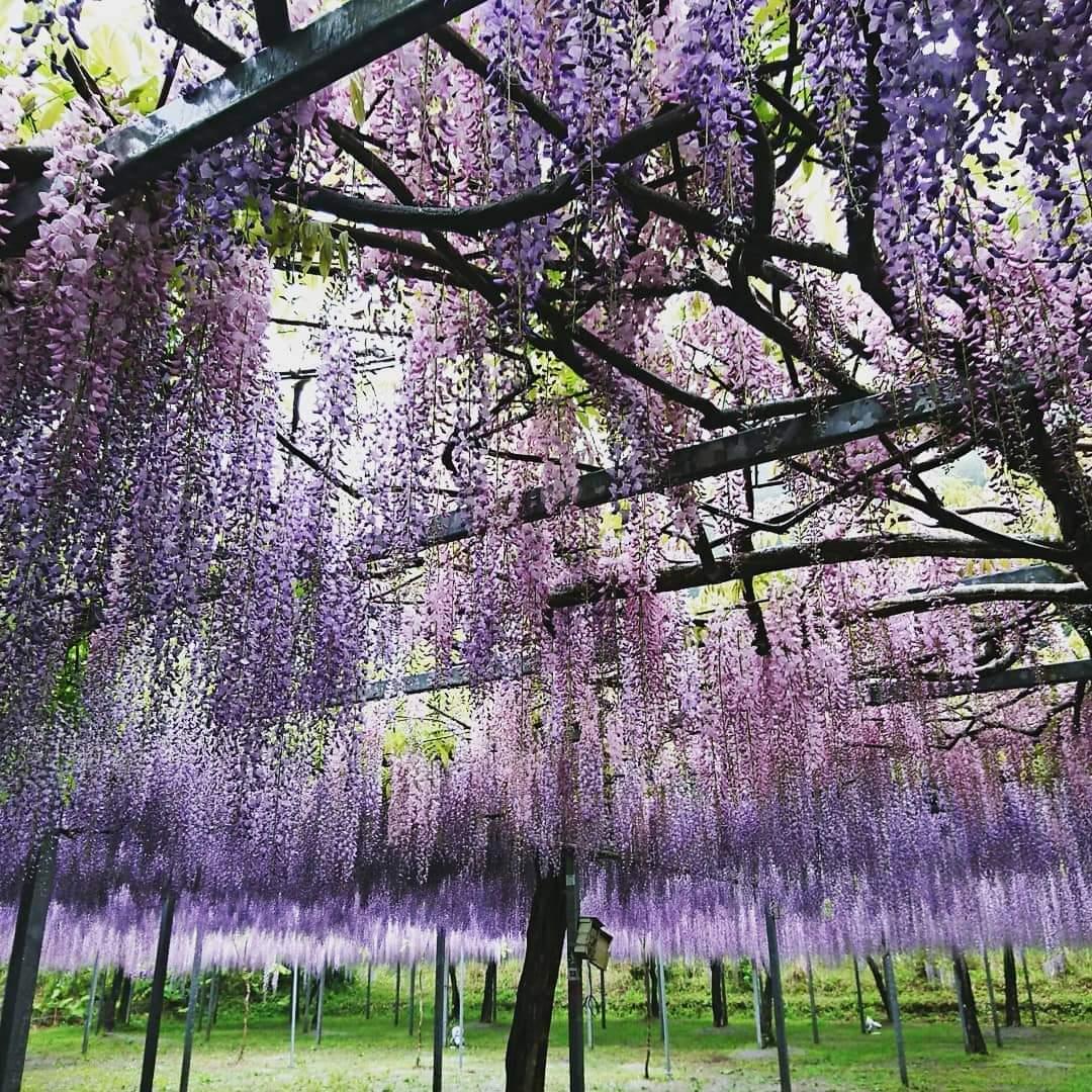 #和気公園藤まつり #霧島市-1