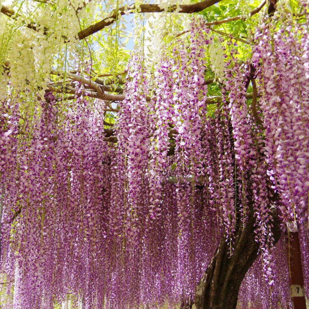 #和気公園 #霧島市-1