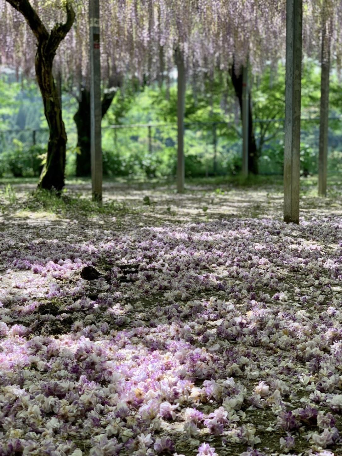 #和気神社 #霧島市-1