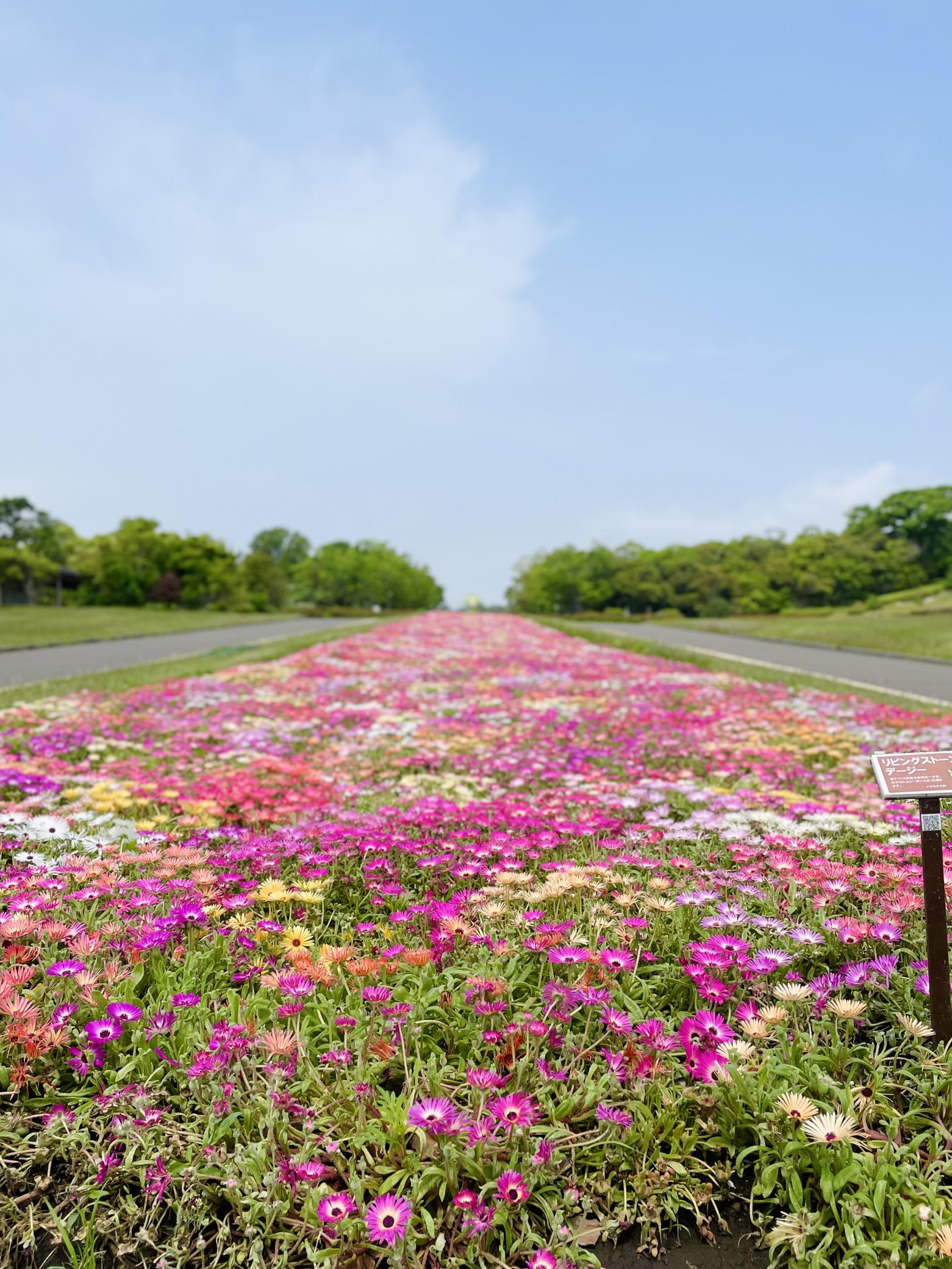 #吉野公園-1